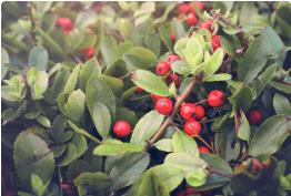 산수유 효능 부작용