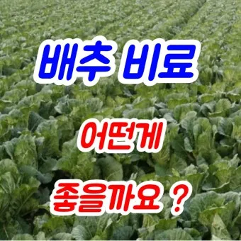 김장배추 웃거름비료 주는시기와 방법을 안내_6