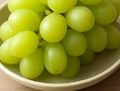 포도 종류