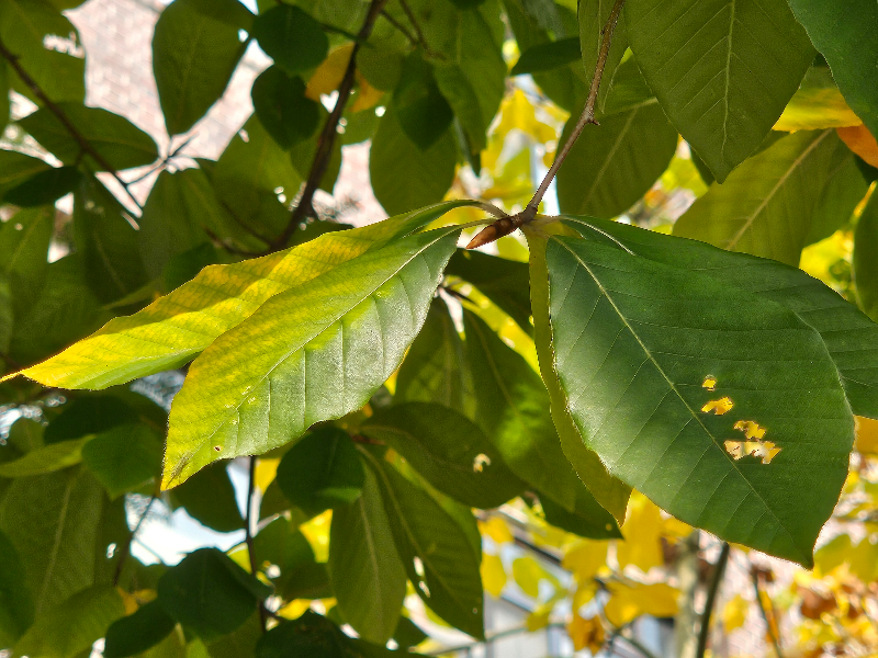 너도밤나무 잎2