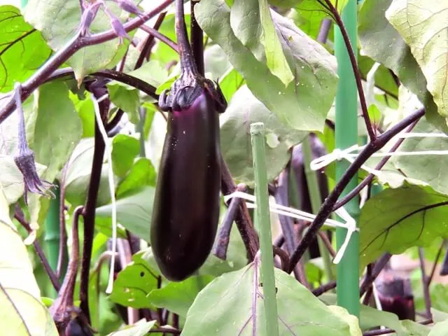 가지