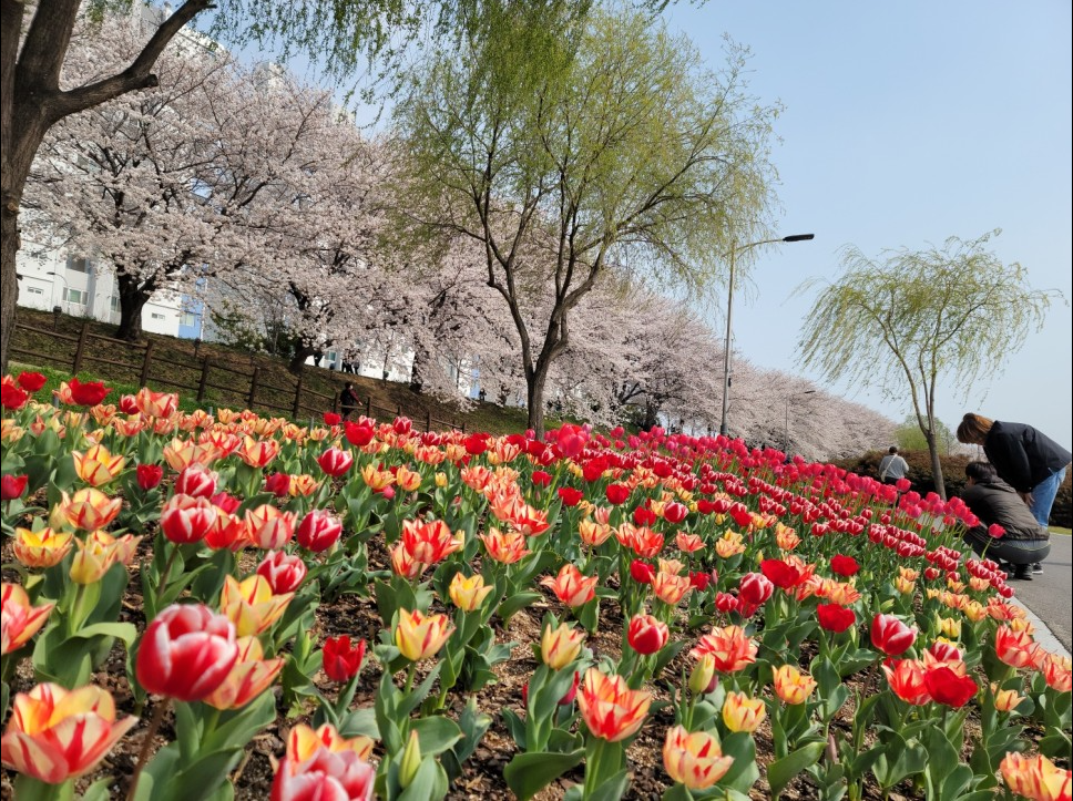 2023.순천만 국제정원박람회.총정리.가는길.입장권.일정.행사.주차장.정원에삽니다