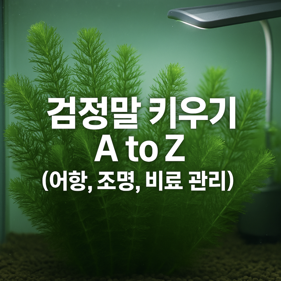 검정말 키우기 A to Z (어항, 조명, 비료 관리)