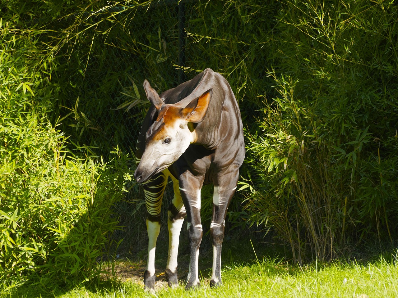 오카피(Okapi)가 조용한 숲에서 나뭇잎을 먹고 있는 모습