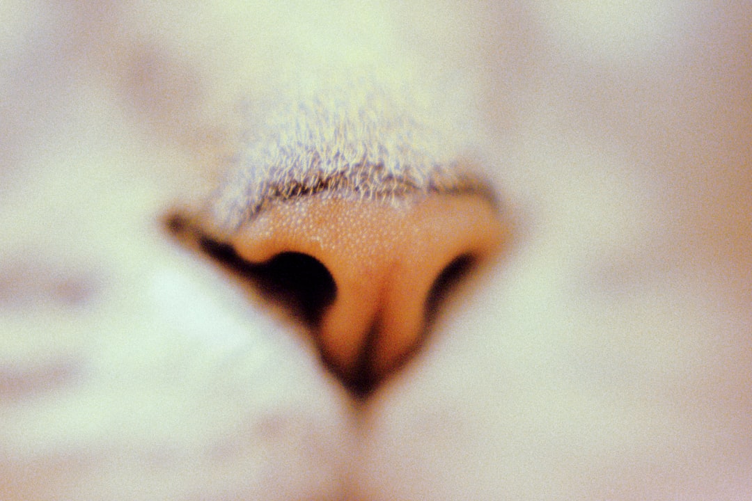 Nasal.