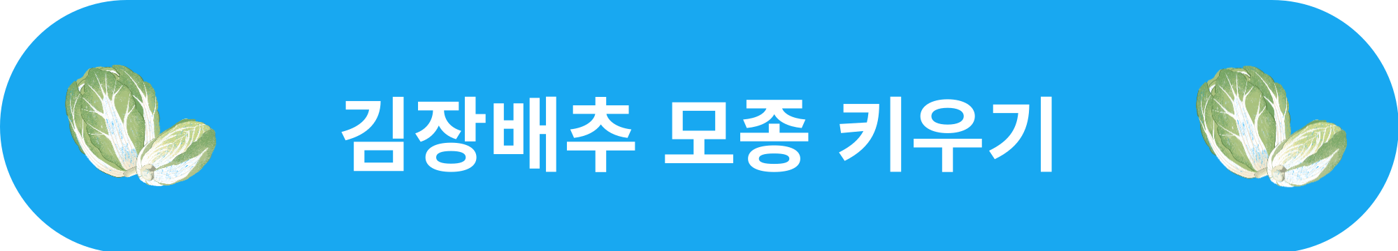 김장배추 모종 키우기