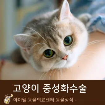 고양이 중성화 비용 수술시기 관리_6