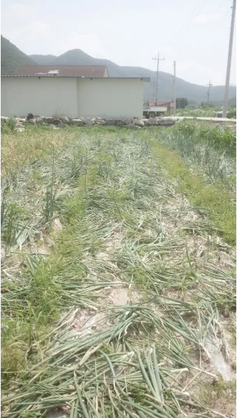 nv_양파 수확시기_15