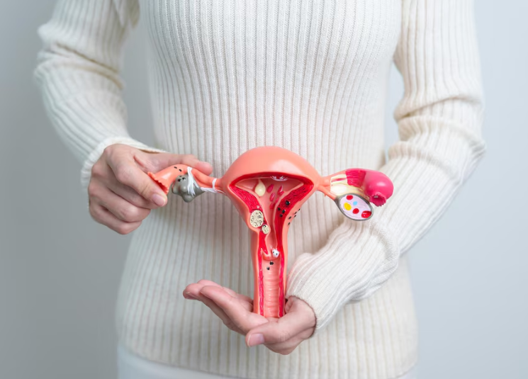 여성의 자궁 이미지