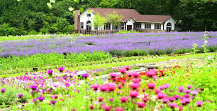 평창 라벤더 농원 2