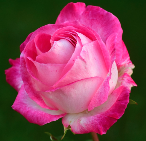 2025 부천 백만송이 장미축제