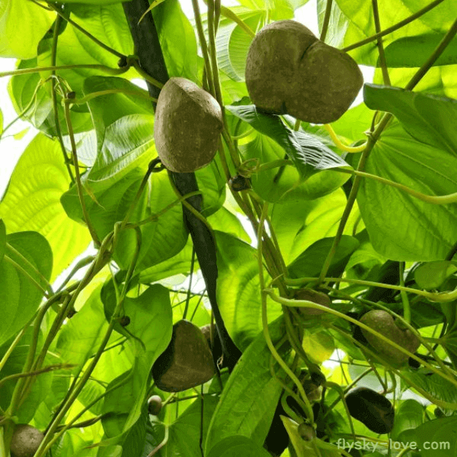 위 건강에 좋은 열매마 하늘마