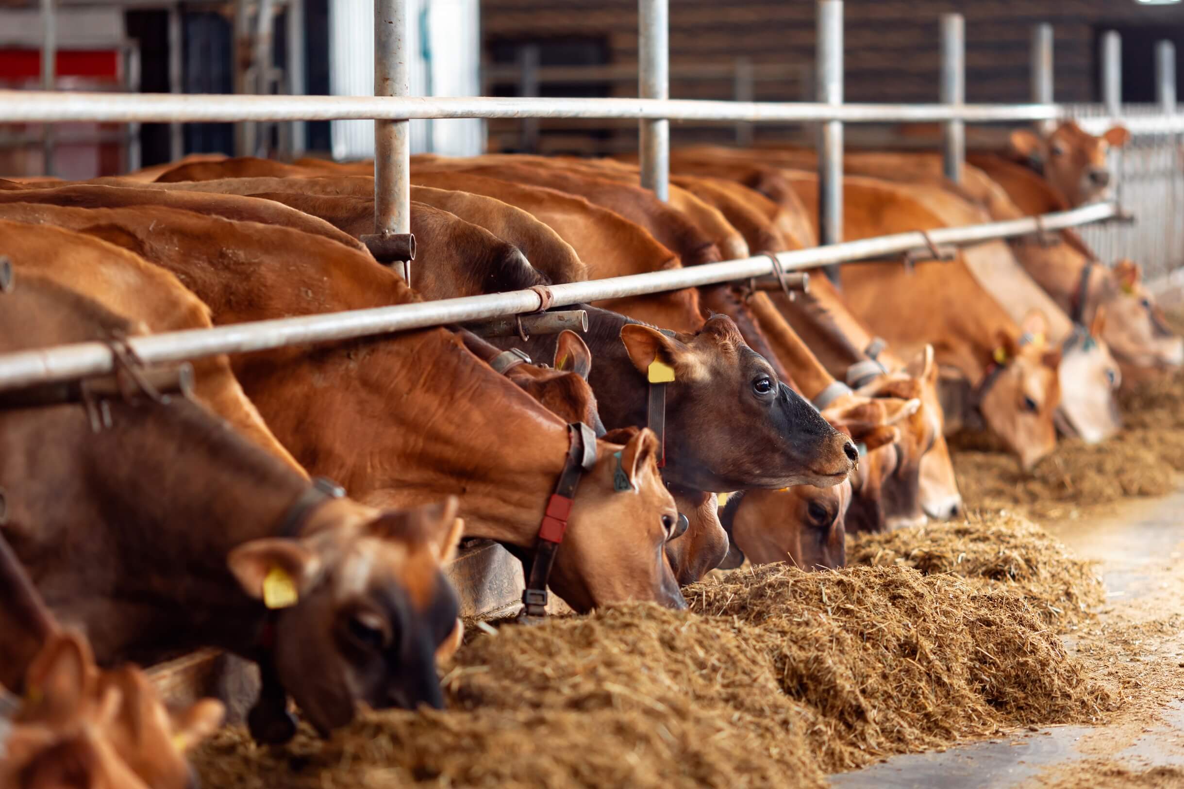 럼피스킨이 사람에게 미치는 영향과 럼피스킨이란?