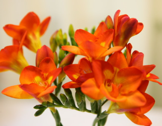 주황 프리지아 꽃말