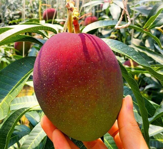 생생정보 수확의 달인 제주 애플망고 섬 농업회사법인 주문방법 생생정보2302회