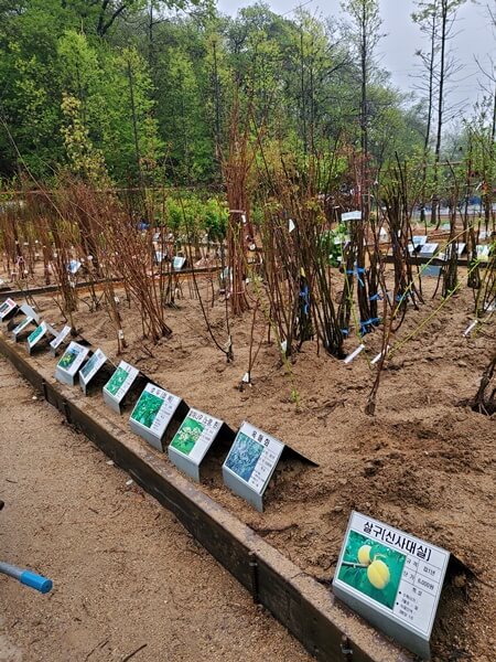 용인시산림조합 나무시장 살구외