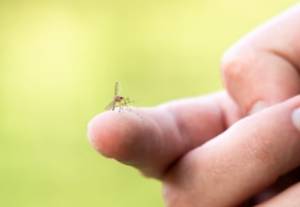 모기 물려서 가려울 때