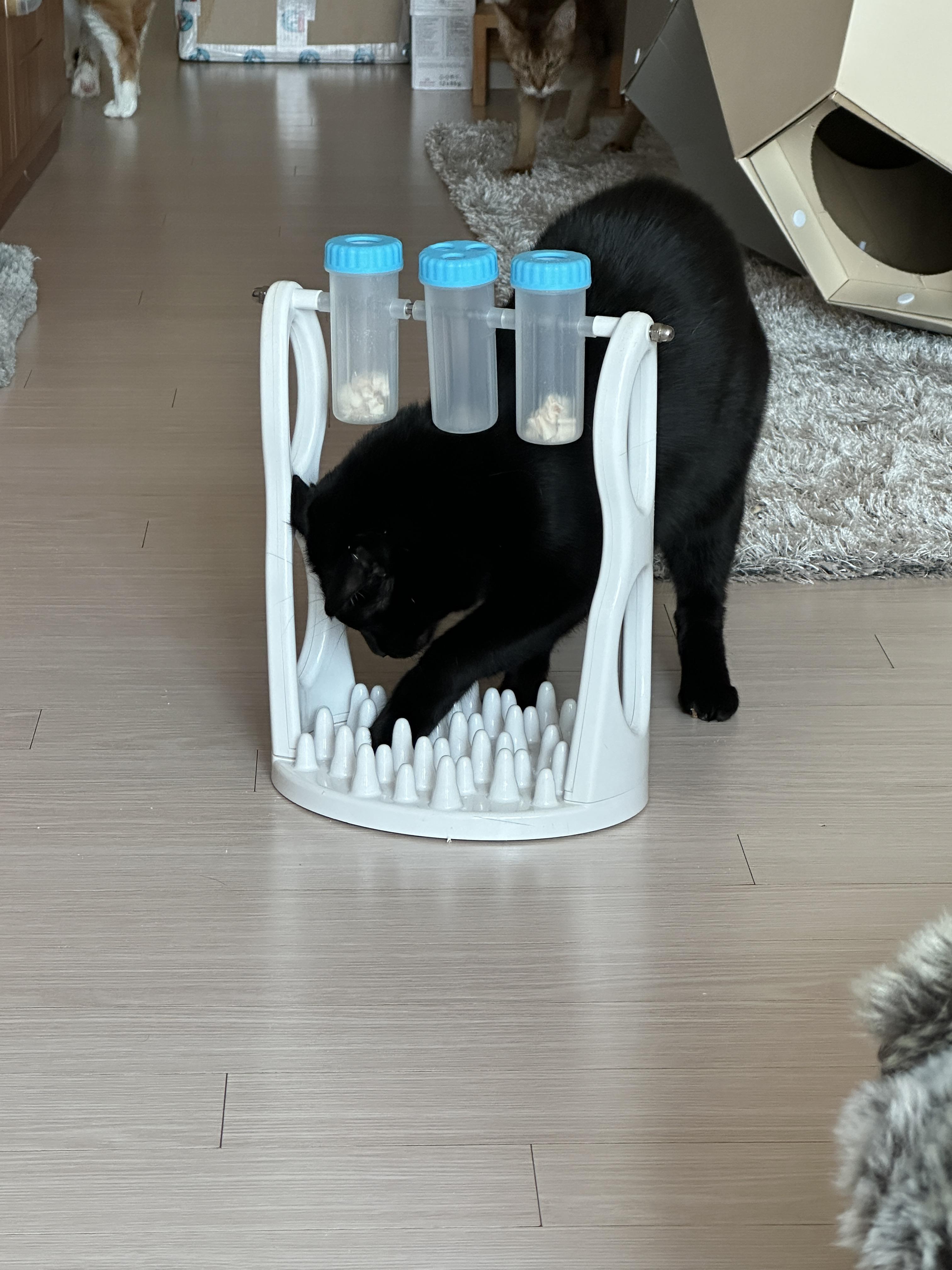 우리집 똑똑한 고양이 건이와 먹보 사랑이 (feat. 똑똑한 고양이를 둔 다묘집사의 고민)