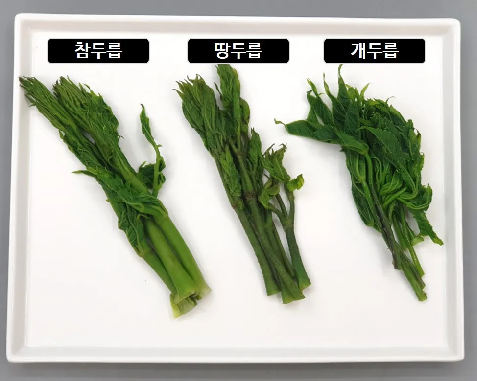 개두릅 참두릅 차이 섭취방법_1