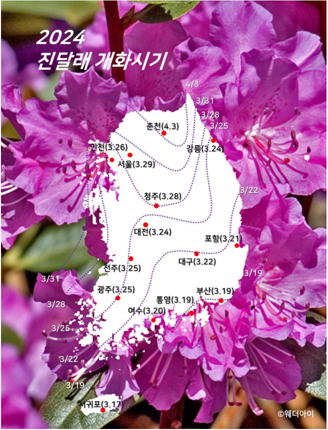 2024 진달래 개화시기