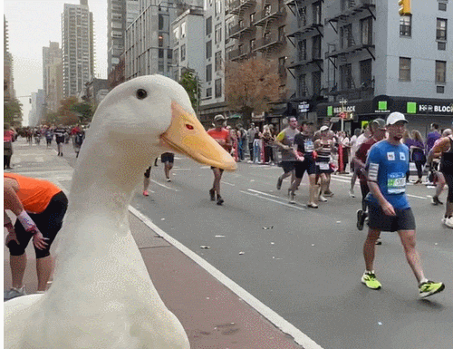 인기폭발! 마라톤 돕는 기특한 오리 VIDEO: Wrinkle the Duck Runs NYC Marathon - wins medal