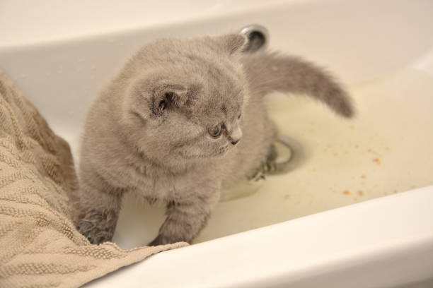 식이섬유와 변비 예방