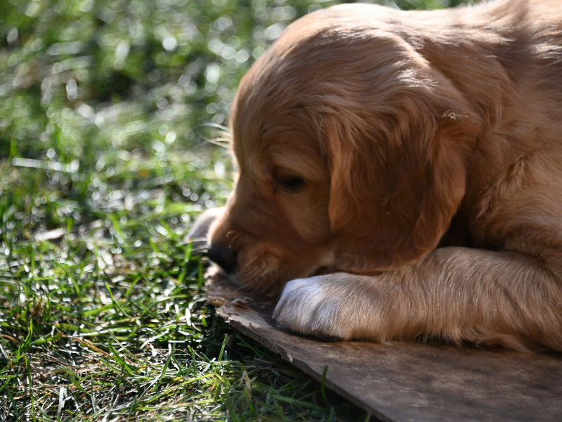 풀밭에 엎드려있는 강아지
