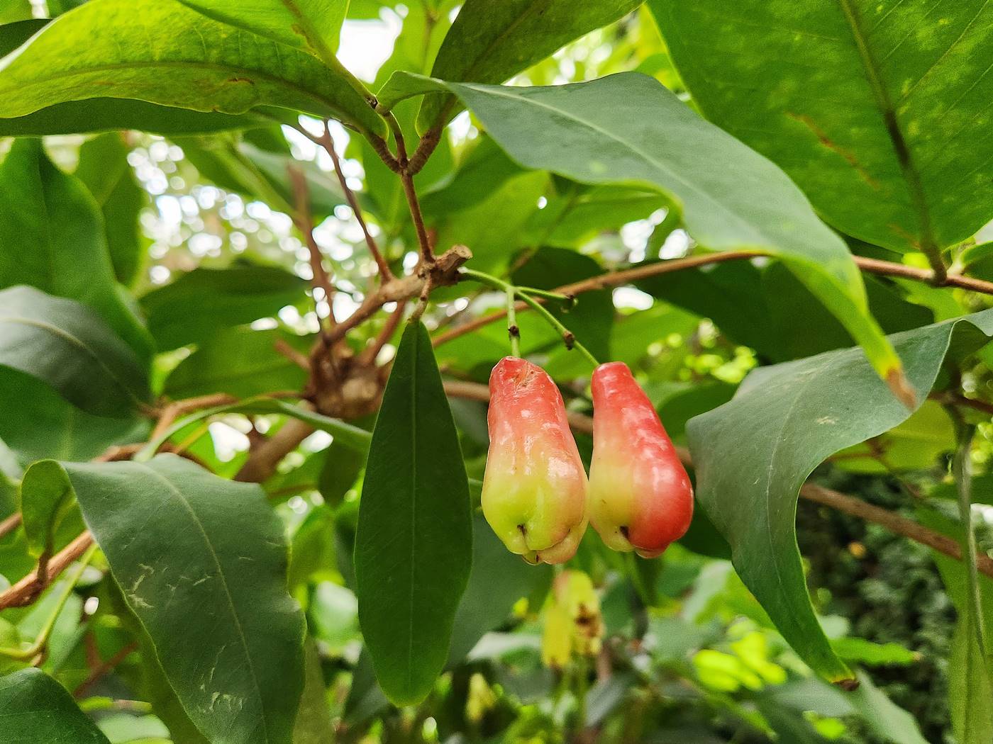 자바애플 Java Apple