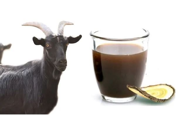 흑염소-진액-효능