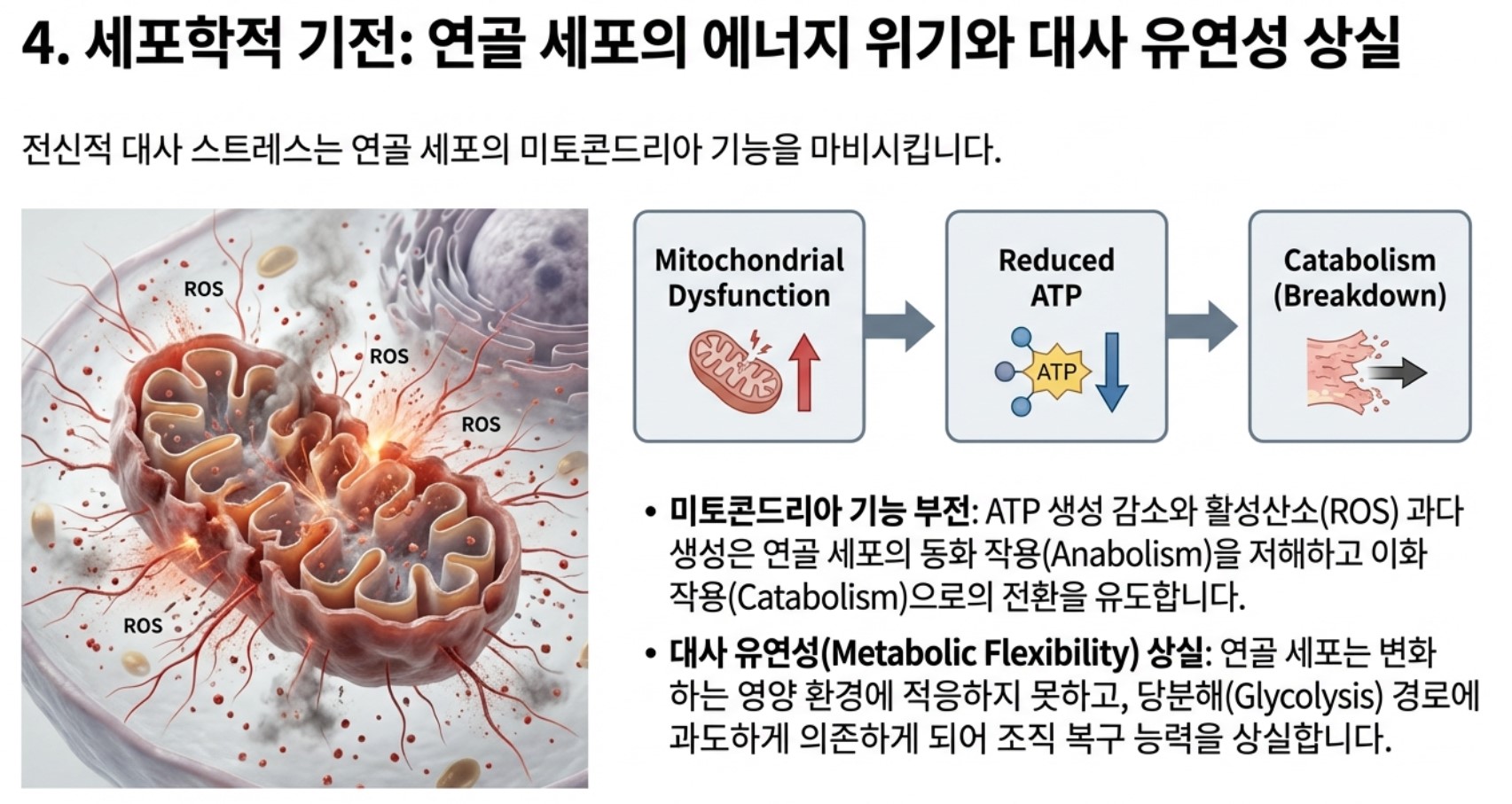 세포학적 기전과 관절염