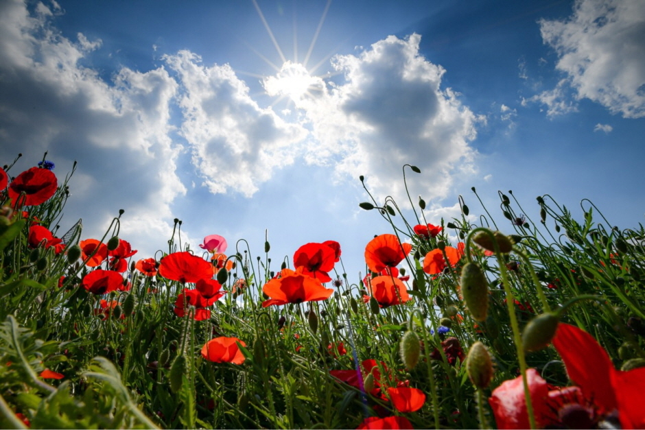 원주 용수골꼴 양귀비 축제