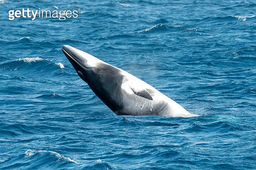 밍크고래 불법 포획 유통 판매 밍크고래고기 불법 판매