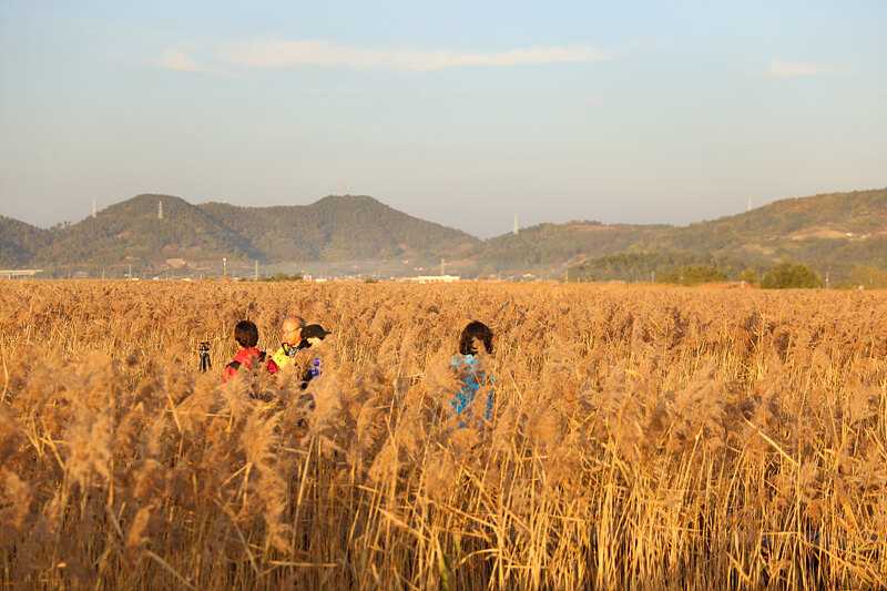순천만갈대축제
