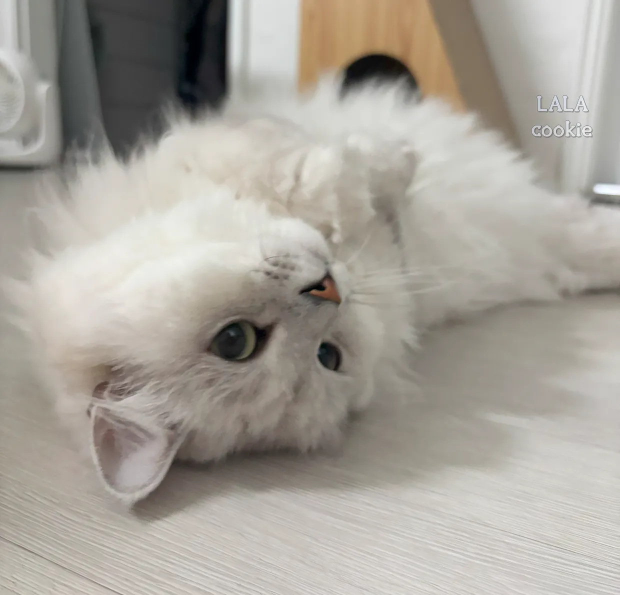 고양이-방광염-치료-후기-괜찮아진-고양이-사진