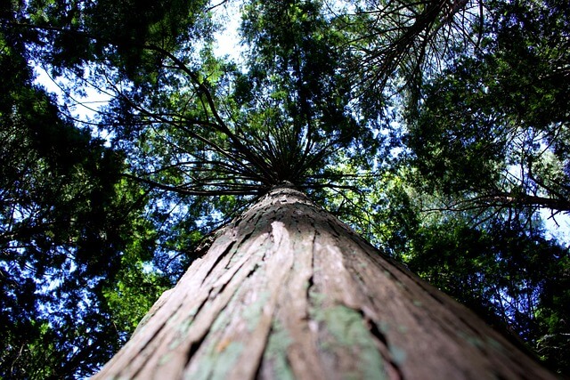 자연휴양림 숲나들e 예약방법, 내가 추천하는 자연휴양림 Best 3