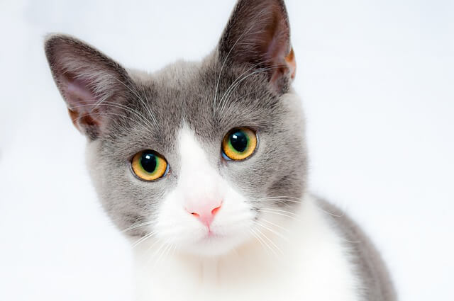 고양이 꿈