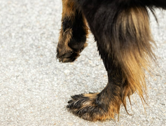 강아지 다리 경련 떨림 vs 발작 위험 이유 5가지와 관리법