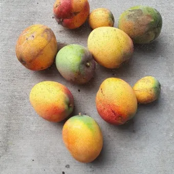 과일 이름 초성 퀴즈 모든 과일이름 총정리 자료집_22