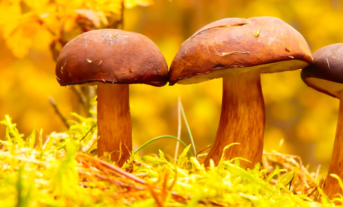 자연산 송이 버섯