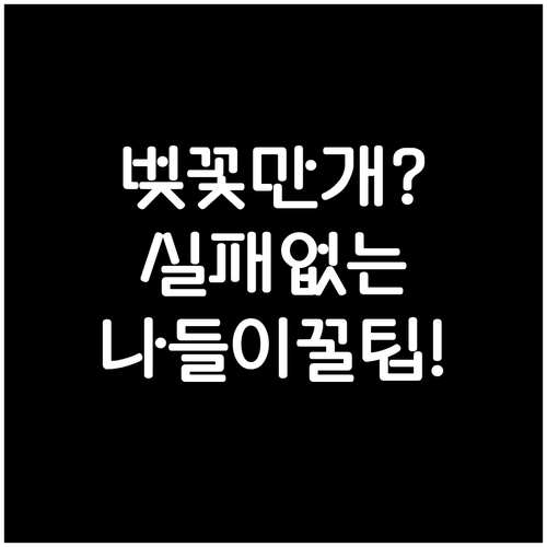 벚꽃 개화와 만개일의 차이 및 효과적..