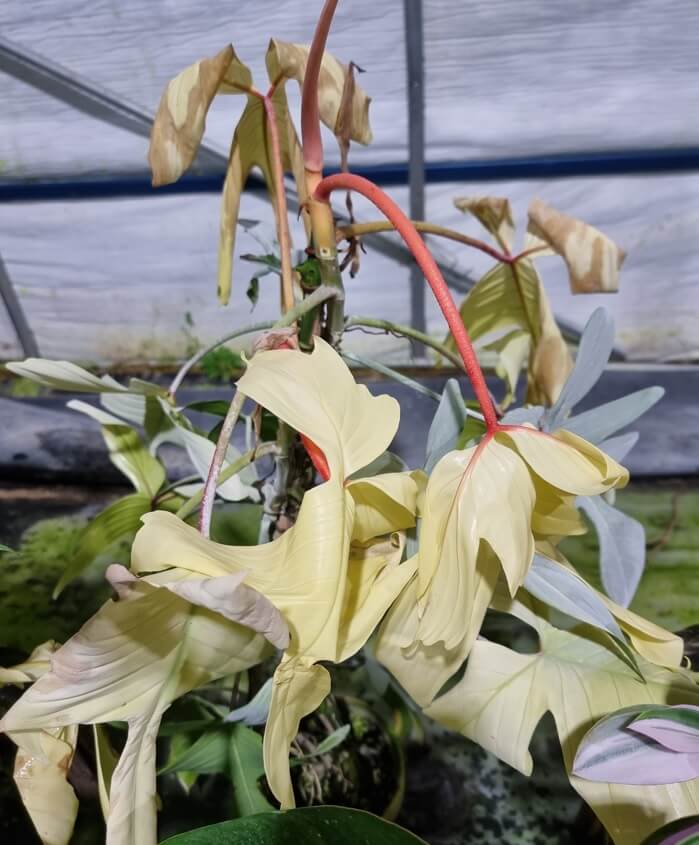 냉해 피해를 입은 플로리다고스트입니다. 세포 손상으로 인하여 잎은 축 처져있으며&#44; 잎 군대군데 갈색 반점이 있습니다. 차츰 따뜻한 곳으로 옮겨가며 관리해야 합니다.