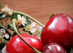 올팜 작물 난이도 정리 올웨이즈