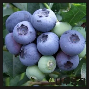 블루베리 효능 먹는법 하루 섭취량 쥬스_20