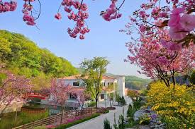 용인 자작나무숲 봄꽃 축제