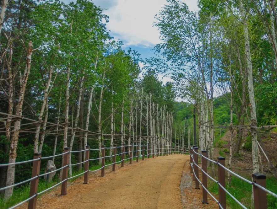 춘천 강아지숲 당일치기 반려견