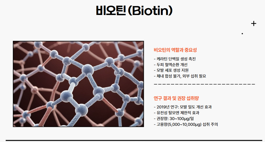 비오틴 (Biotin)