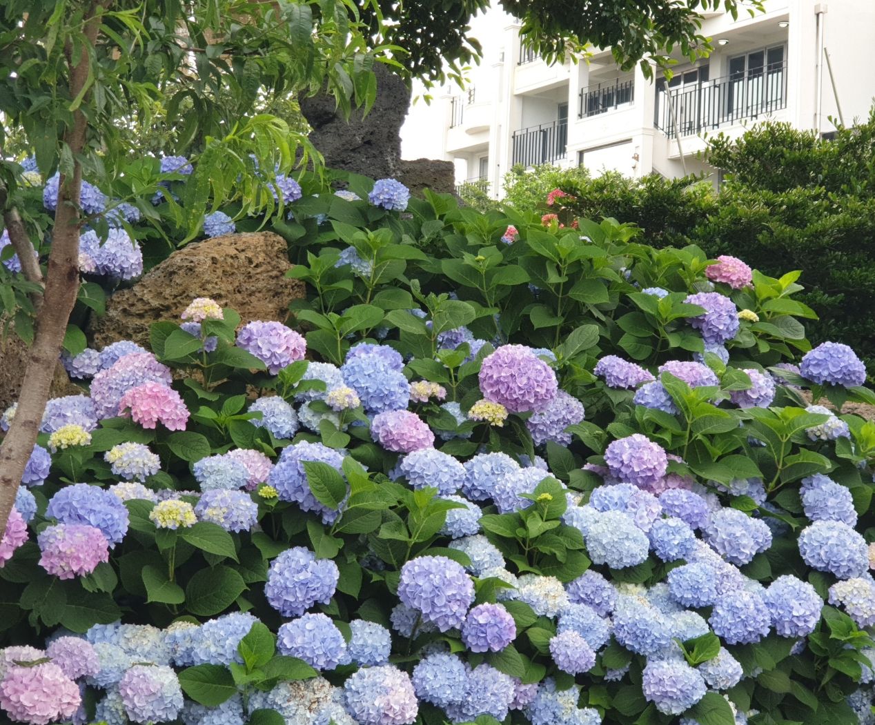 수국