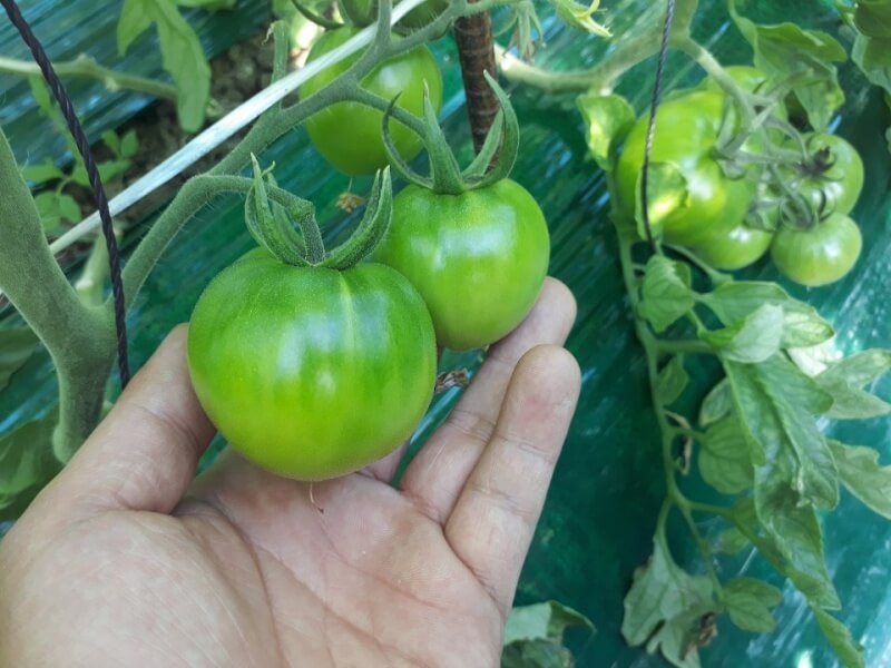 대저-짭짤이-토마토