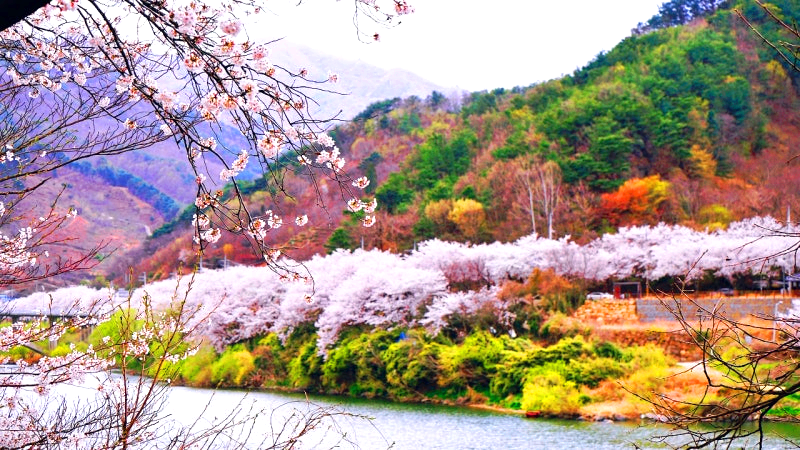 구례 300리 벚꽃축제