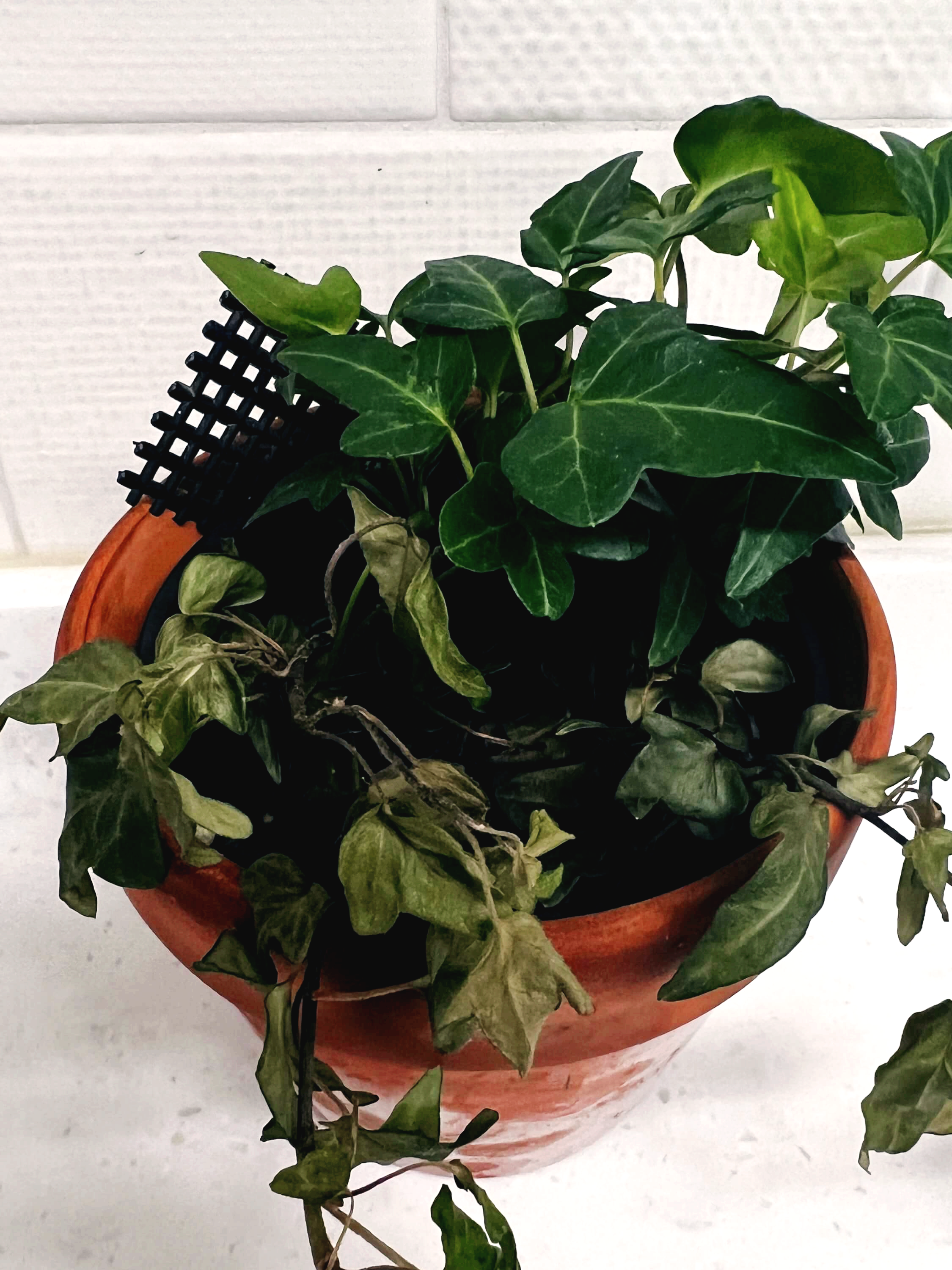 시름시름 시들어가는 아이비